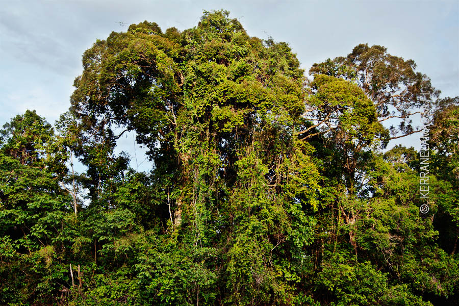 Amazon, sademetsä