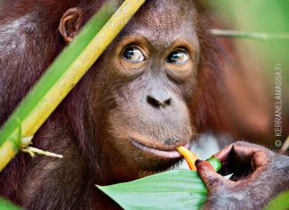 Malesia – opas orankien ja palmurantojen maahan