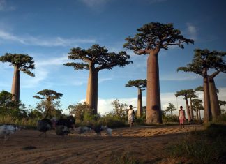baobab madagascar