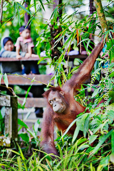 Borneo_orangutans_06
