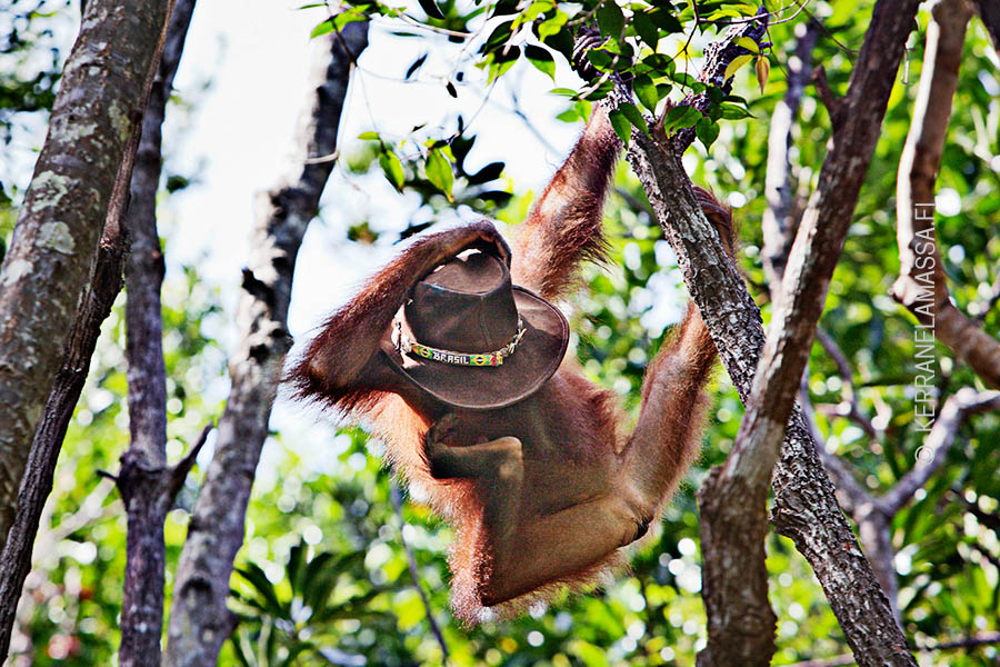 Borneo_orangutans_07