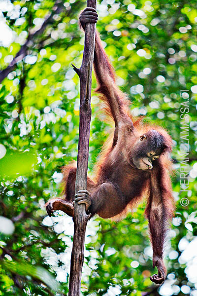 Borneo_orangutans_08