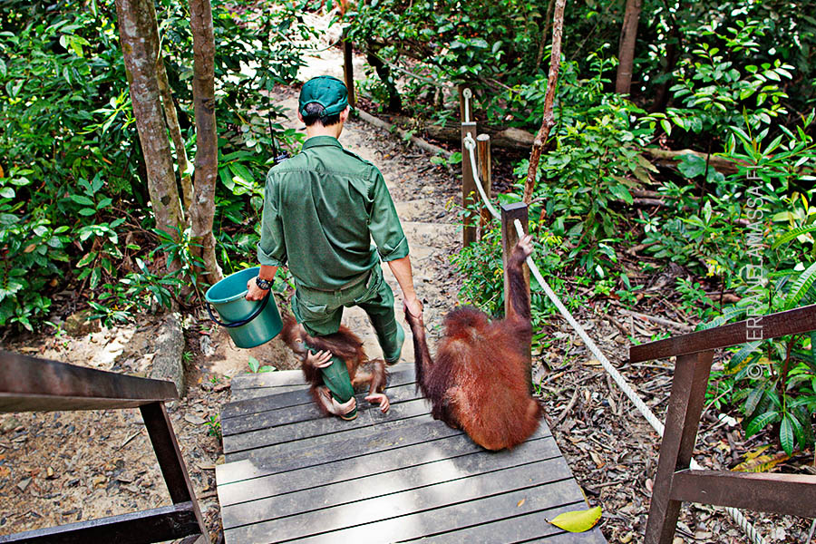 Borneo_orangutans_09
