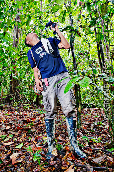 Borneo_orangutans_11
