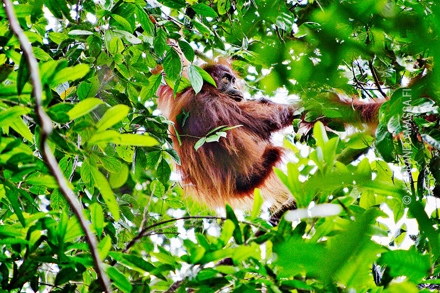 Borneo_orangutans_12