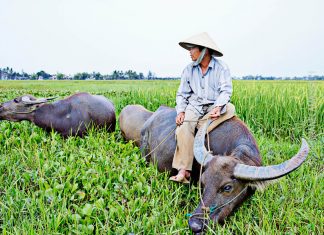 Vietnam – matkaopas