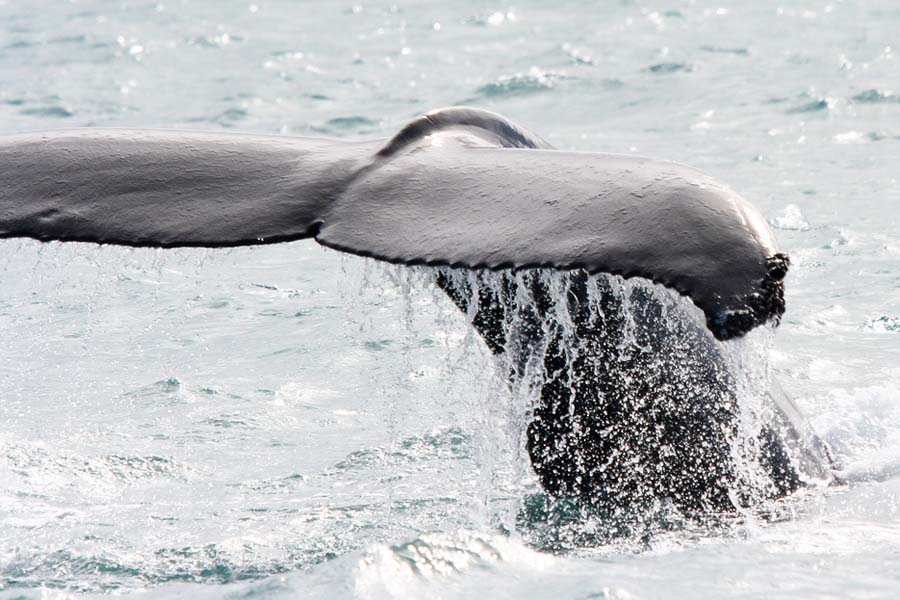 Valaan pyrstö nousee korkealle Husavikin vesissä. Kuva: qiv , Flickr CC
