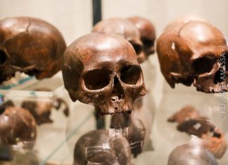 Levänluhta pääkallot