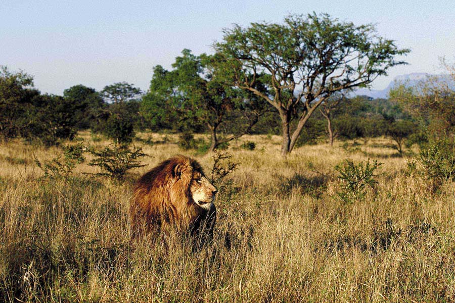 Krugerissa on iso kanta leijonia.