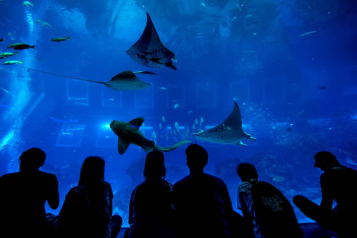 SEA Aquarium Singapore