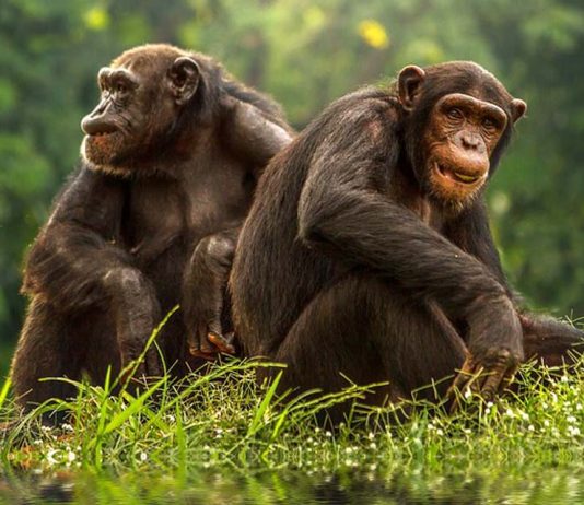 bonobo apina