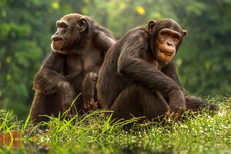 bonobo apina