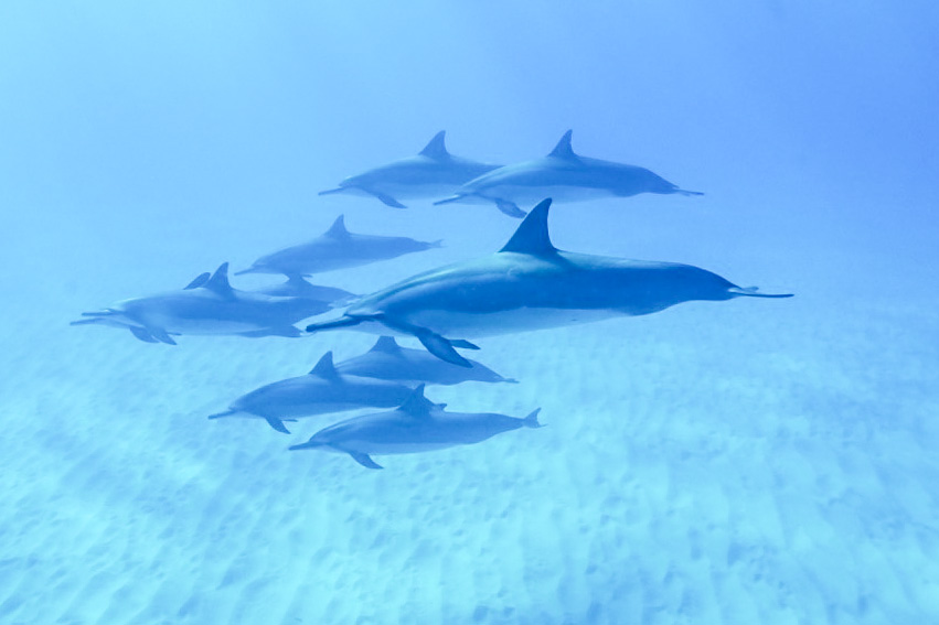 Havaiji Big Island delfiinit