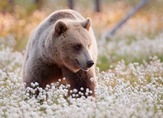 Suomen paras paikka nähdä karhu, susi, ahma ja saimaannorppa karhu Martinselkonen Kainuu