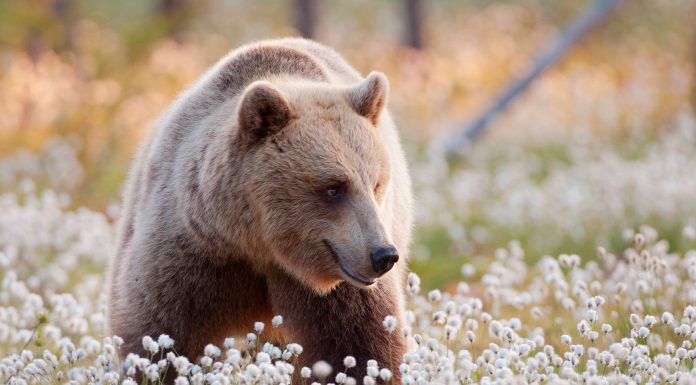 Suomen paras paikka nähdä karhu, susi, ahma ja saimaannorppa karhu Martinselkonen Kainuu