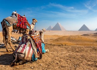 egypti kameli pyramidi giza