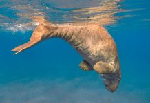 dugong merilehmä