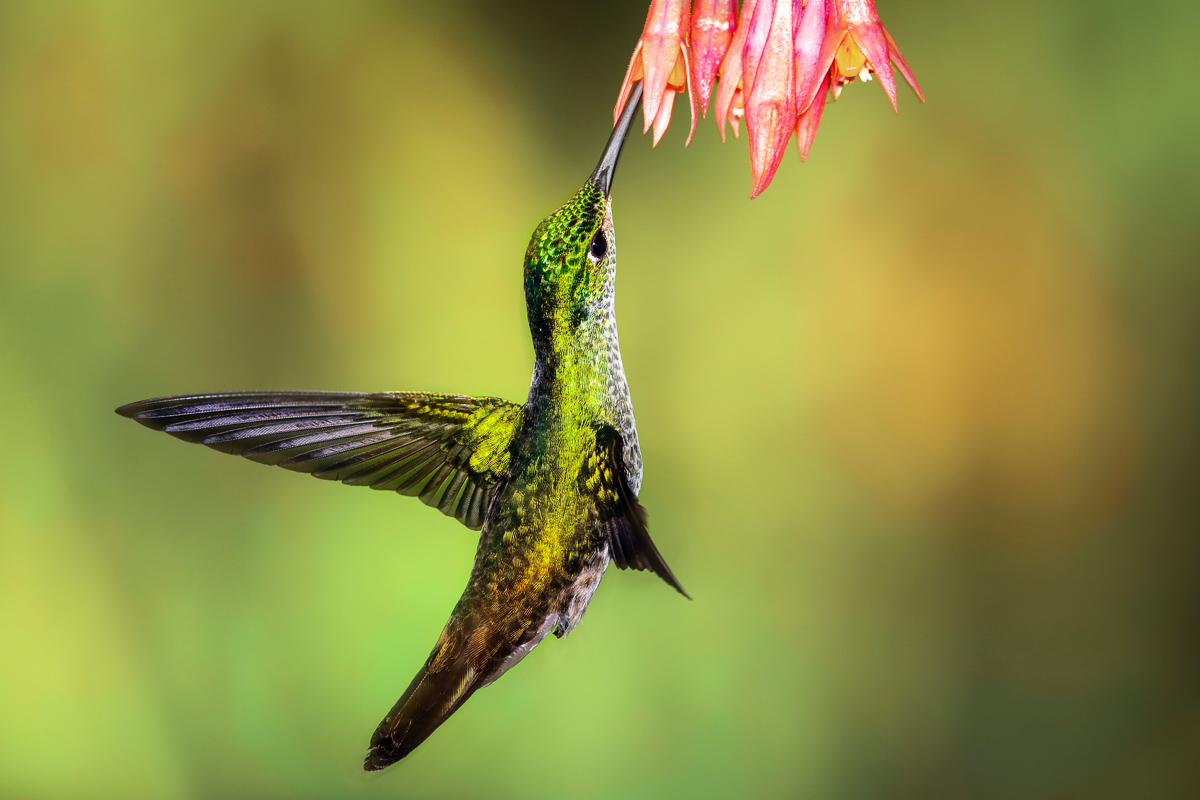 kolibri Ecuador