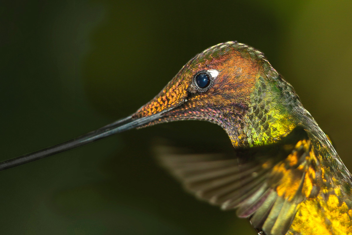 Ecuador kolibri 