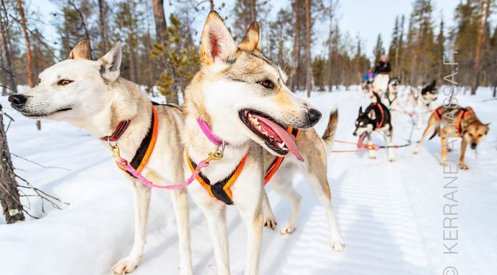 husky-safari