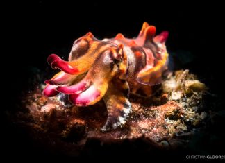 Paratiisireportteri: Mikä on internet? – outoja kuulumisia Filippiinien majatalolta