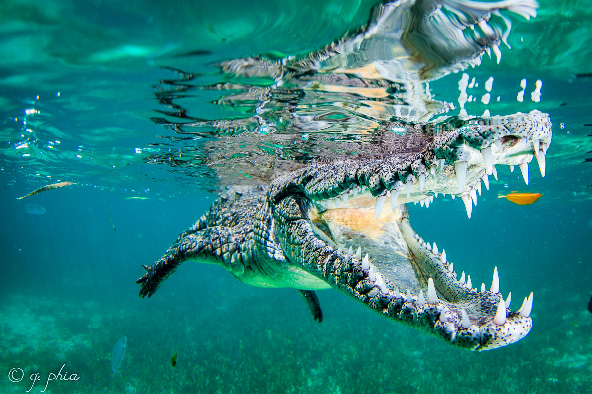 Krokotiili uiminen