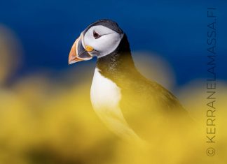 Varanginvuono – matka Pohjois-Norjan viimeiselle rannalle Hornöya lunni Norja
