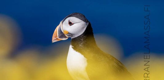 Hornöya lunni Norja