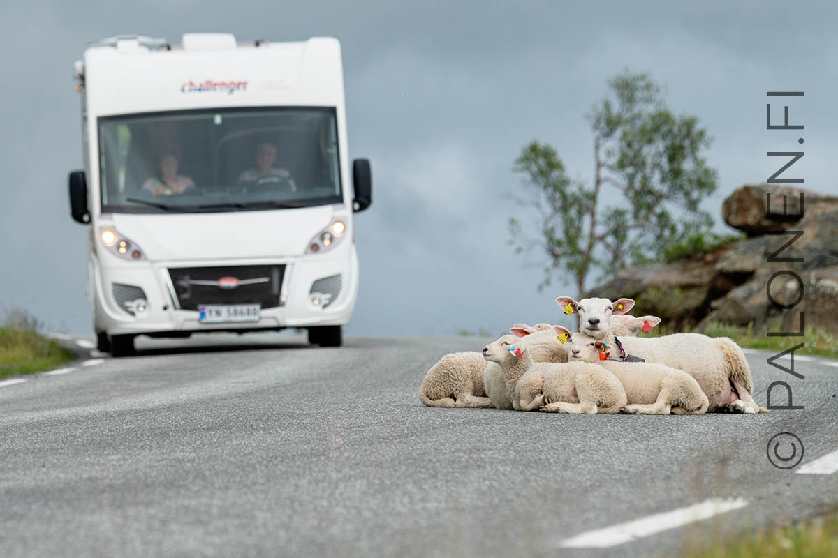 Norja lammas tiellä