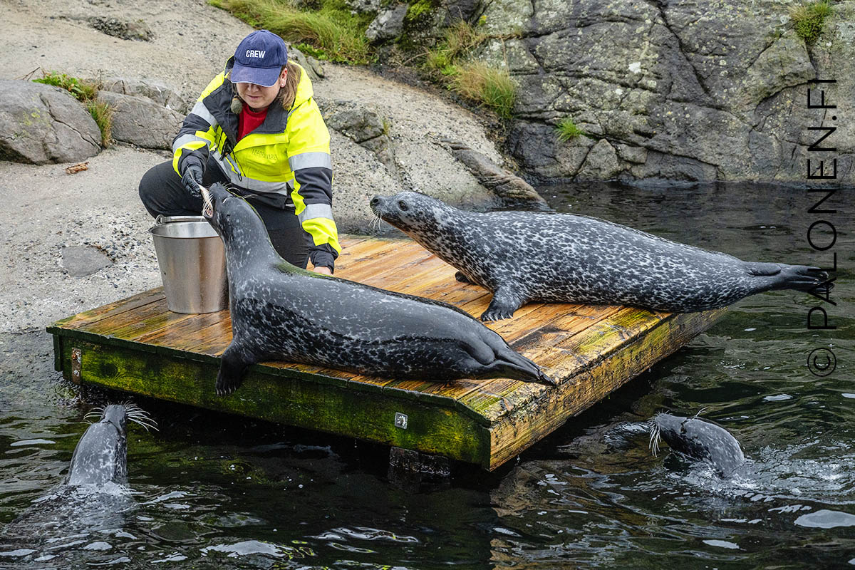 meriakvaario lofootit