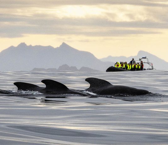 Vesterålen – valassafarien keskus Pohjois-Norjassa andenes valassafari