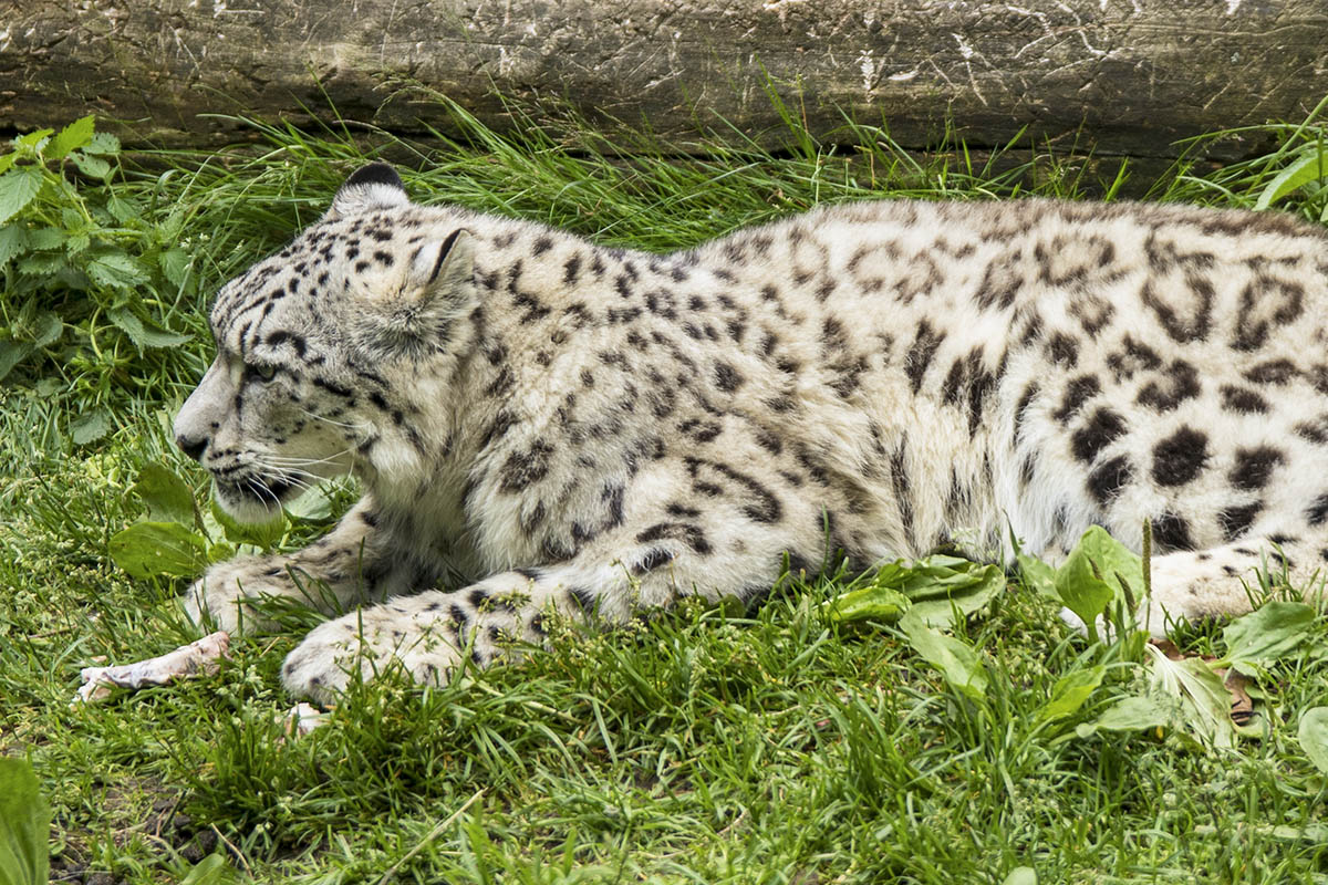korkeasaari lumileopardi