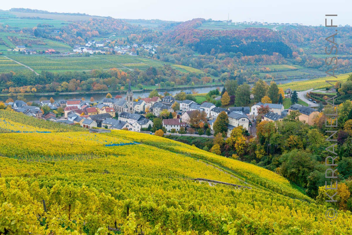 Luxemburg viinitarha