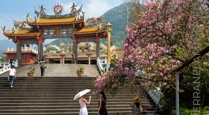 Taiwan – opas temppeleiden, ruokatorien ja vuoristomaisemien saarelle Wuji Tianyua sakura