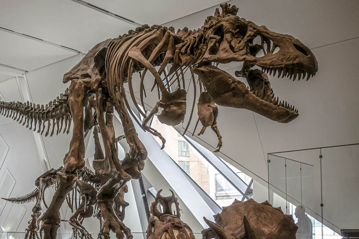 Toronto museo hirmulisko