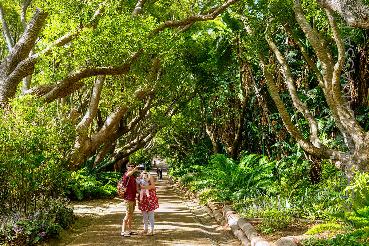 Kirstenbosch puutarha