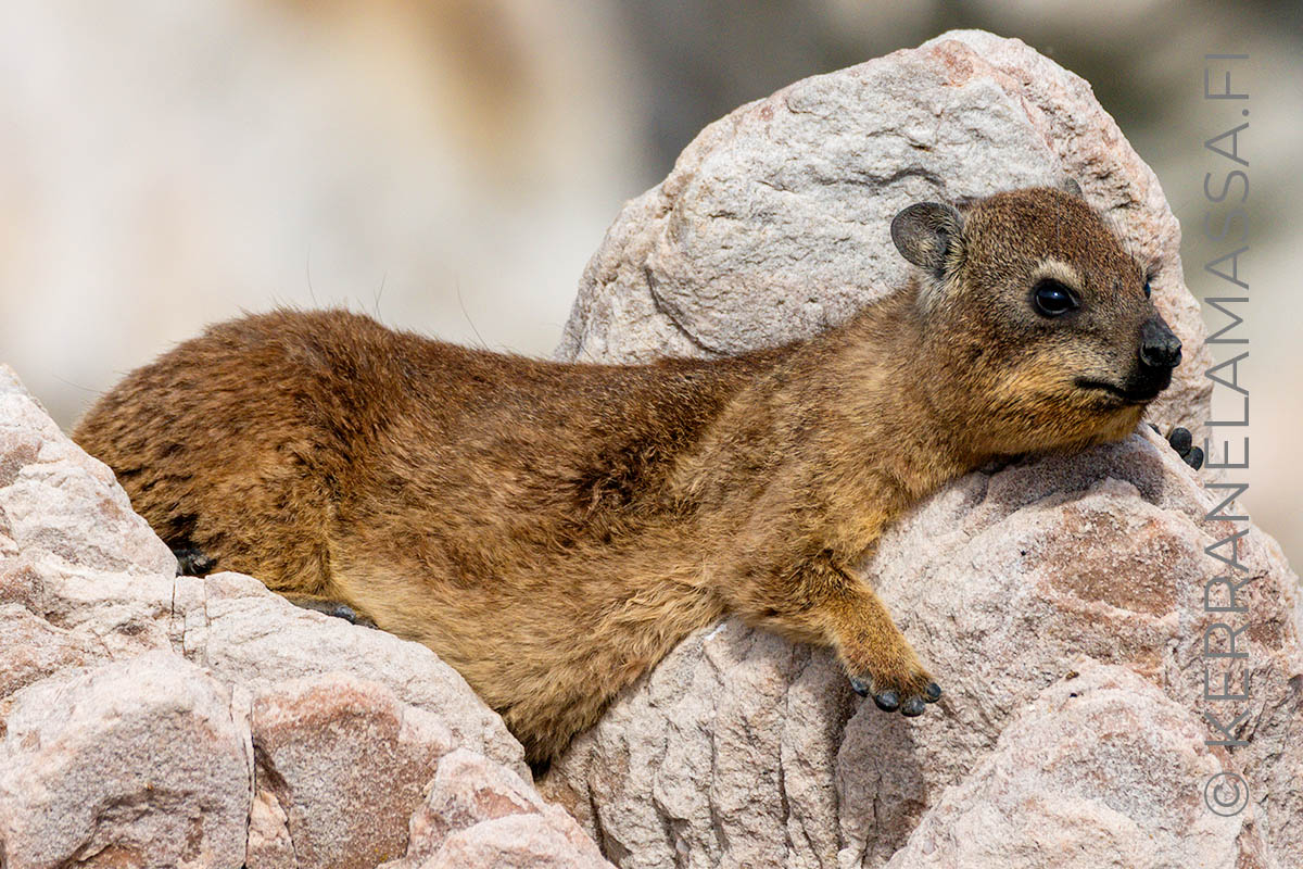 kalliotamaani dassie
