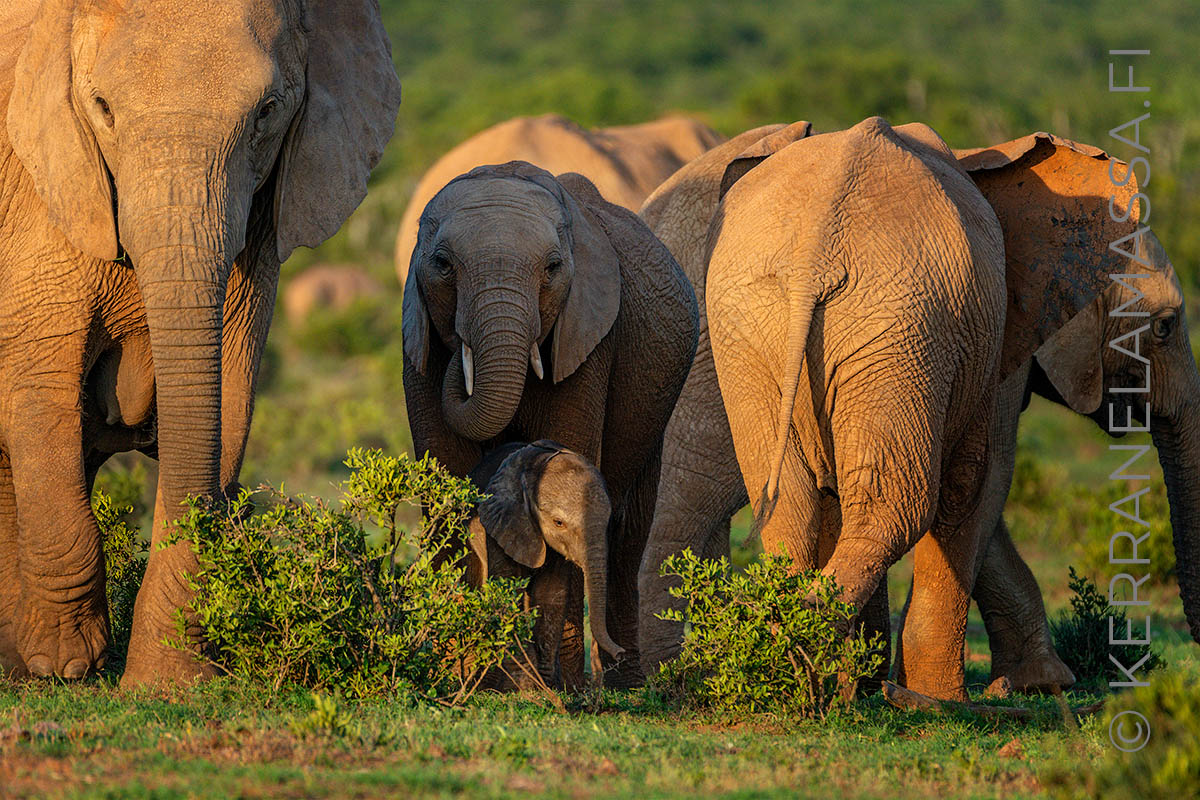 norsu Addo Elephant National Park