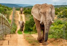 norsu Addo Elephant National Park