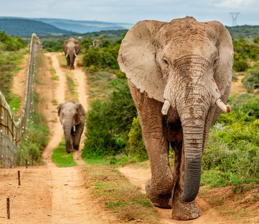 norsu Addo Elephant National Park