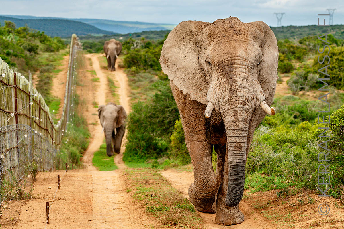 norsu Addo Elephant National Park