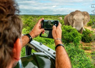 Etelä-Afrikan parhaat matkakohteet norsu Addo Elephant National Park