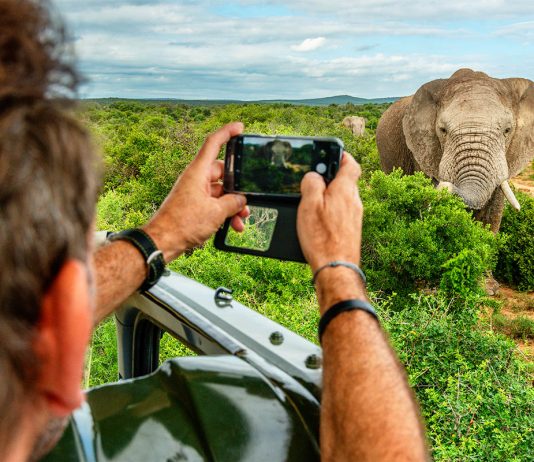 norsu Addo Elephant National Park