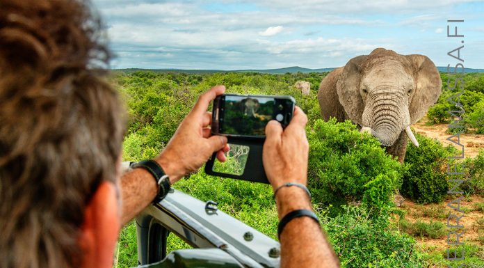 Etelä-Afrikan parhaat matkakohteet norsu Addo Elephant National Park