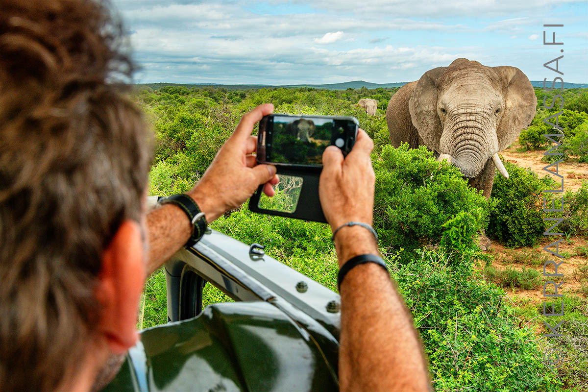 norsu Addo Elephant National Park