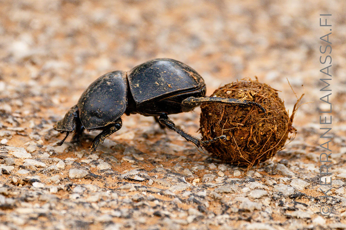 pillerinpyörittäjä