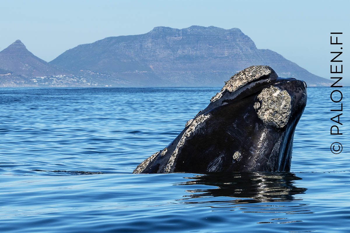 Etelä-Afrikka valas