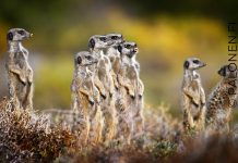 Etelä-Afrikka mangusti meerkat