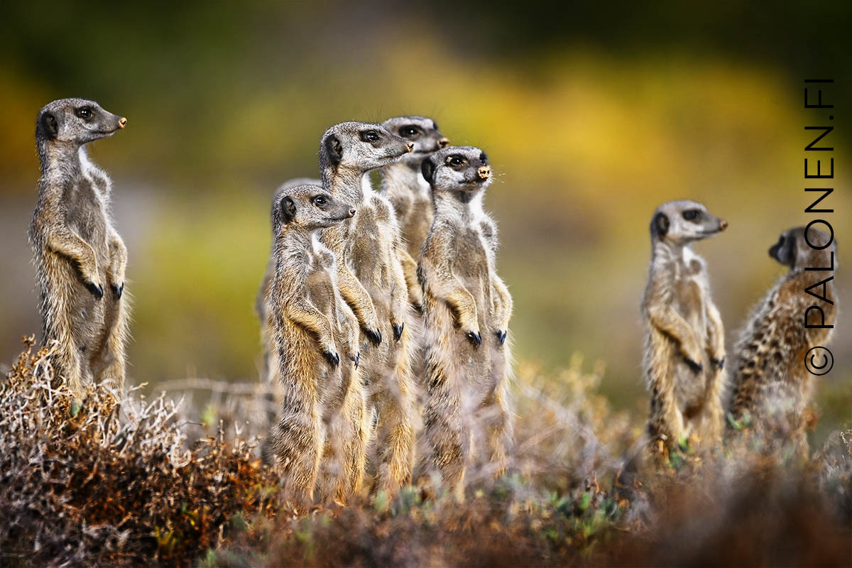 Etelä-Afrikka mangusti meerkat