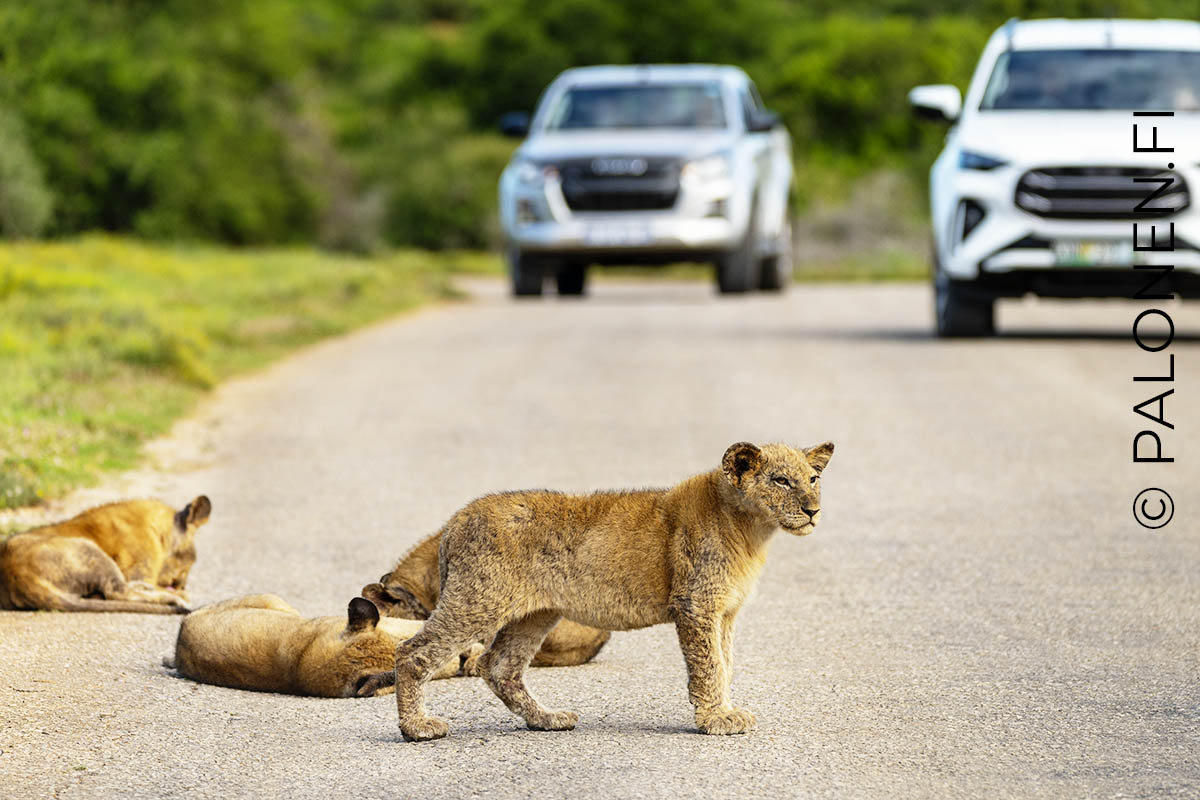 leinonan pentu Addo Etelä-Afrikka
